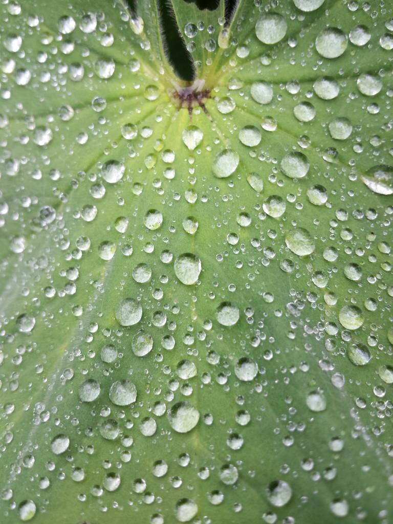 rain-on-green-leaf